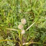 Sparganium emersum Flower