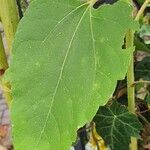 Helianthus giganteus Folha