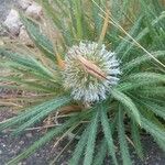 Echinops longifolius പുഷ്പം