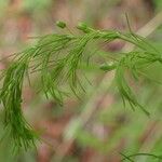 Asparagus tenuifolius 整株植物