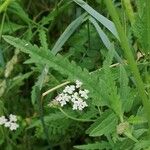 Torilis arvensis Leaf