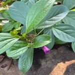 Bignonia magnifica Leaf