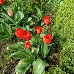 Tulipa agenensisफूल