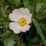 Rosa corymbifera Květ