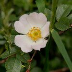 Rosa corymbifera Blomma