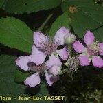 Rubus rudis Flower