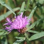 Centaurea decipiensFlor