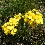 Erysimum ochroleucum Flor