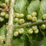 Dryopteris oreades Fruit