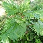 Urtica pilulifera Blatt