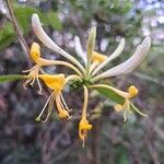 Lonicera periclymenumFlor