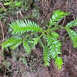Falcatifolium taxoides Листок