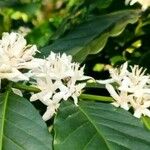 Coffea arabica Flower