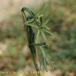 Narcissus viridiflorus 花