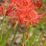 Lycoris radiata Blodyn