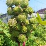 Ricinus communisФрукт