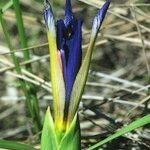 Iris reichenbachiana Beste bat