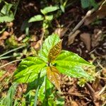 Capsicum chinenseYaprak