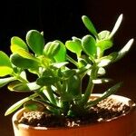 Crassula ovata অভ্যাস