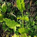 Rumex arifolius Habitus