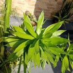 Dracaena angustifolia برگ