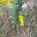 Solidago nemoralis Leaf