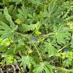 Lupinus micranthus Leaf