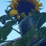 Helianthus annuusFlors