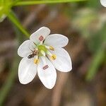 Allium subhirsutum Blodyn