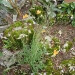 Papaver rupifragum Hábito