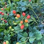 Murraya paniculata Vaisius