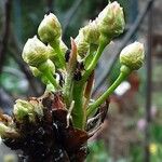 Pyrus pyrifolia Flower