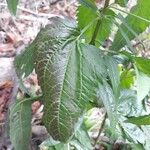 Eupatorium serotinum 葉