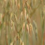 Avena sativa Flower