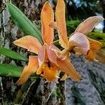 Cattleya forbesii Flower