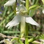 Platanthera bifolia Flower