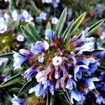 Lithodora zahnii Flor