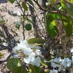 Pyrus calleryanaFlower