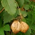 Cardiospermum halicacabum Fruit