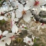 Prunus dulcis Квітка
