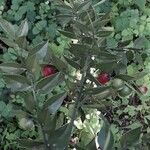 Ruscus aculeatus Φρούτο