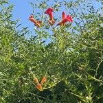 Campsis radicans花