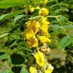 Verbascum densiflorumKvět