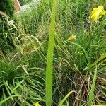 Hemerocallis minor Fuelha