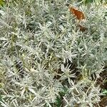 Lavandula latifolia Habitat