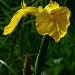 Iris pseudacorus 花