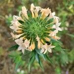 Collomia grandiflora Fiore