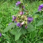 Campanula tracheliumBlad