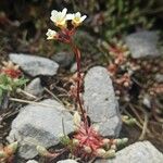 Saxifraga conifera Blatt