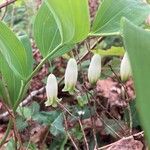 Polygonatum odoratumŽiedas